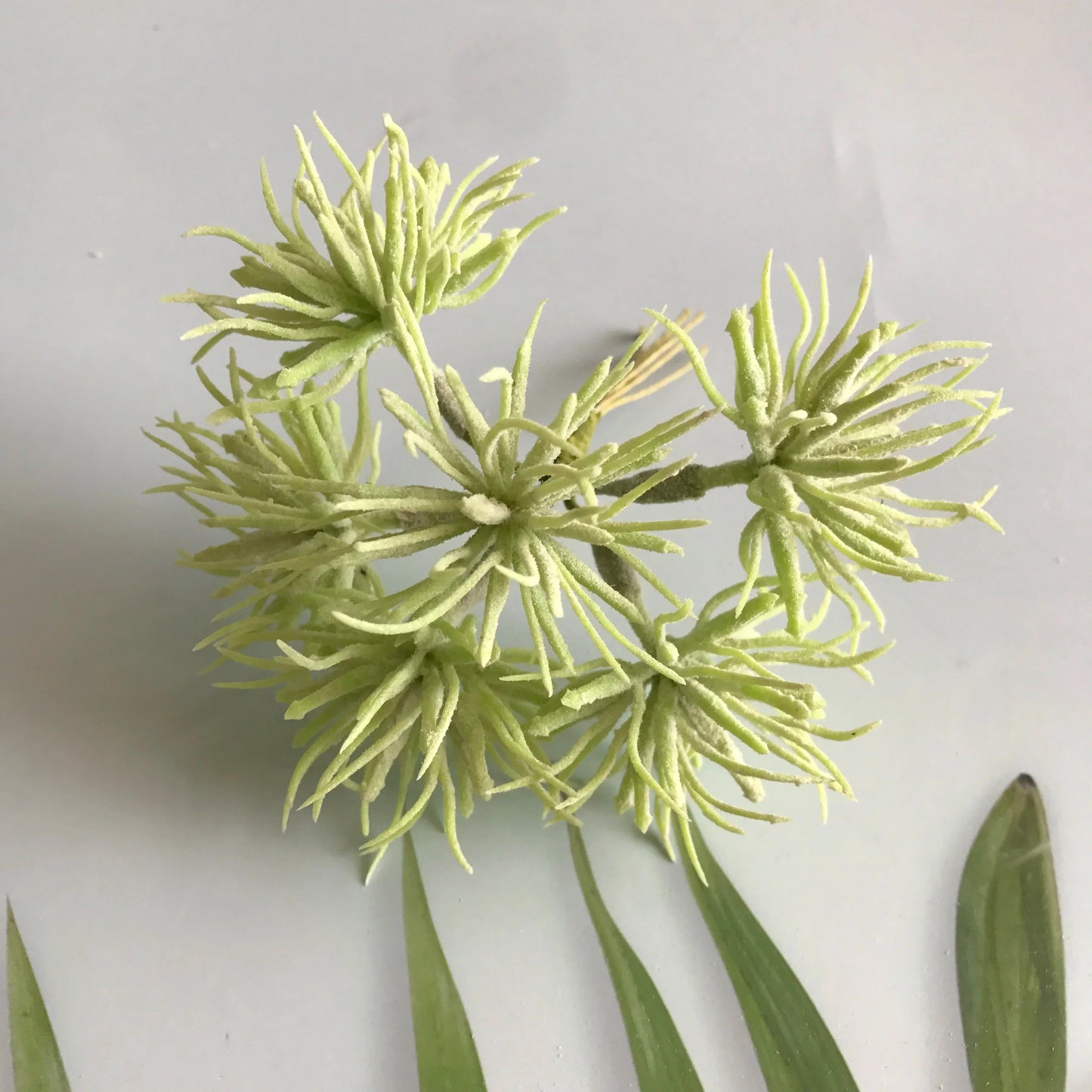 DecorBites™ Greenery Berry Stamen Bundle for DIY Christmas Decor & Gift Wrapping