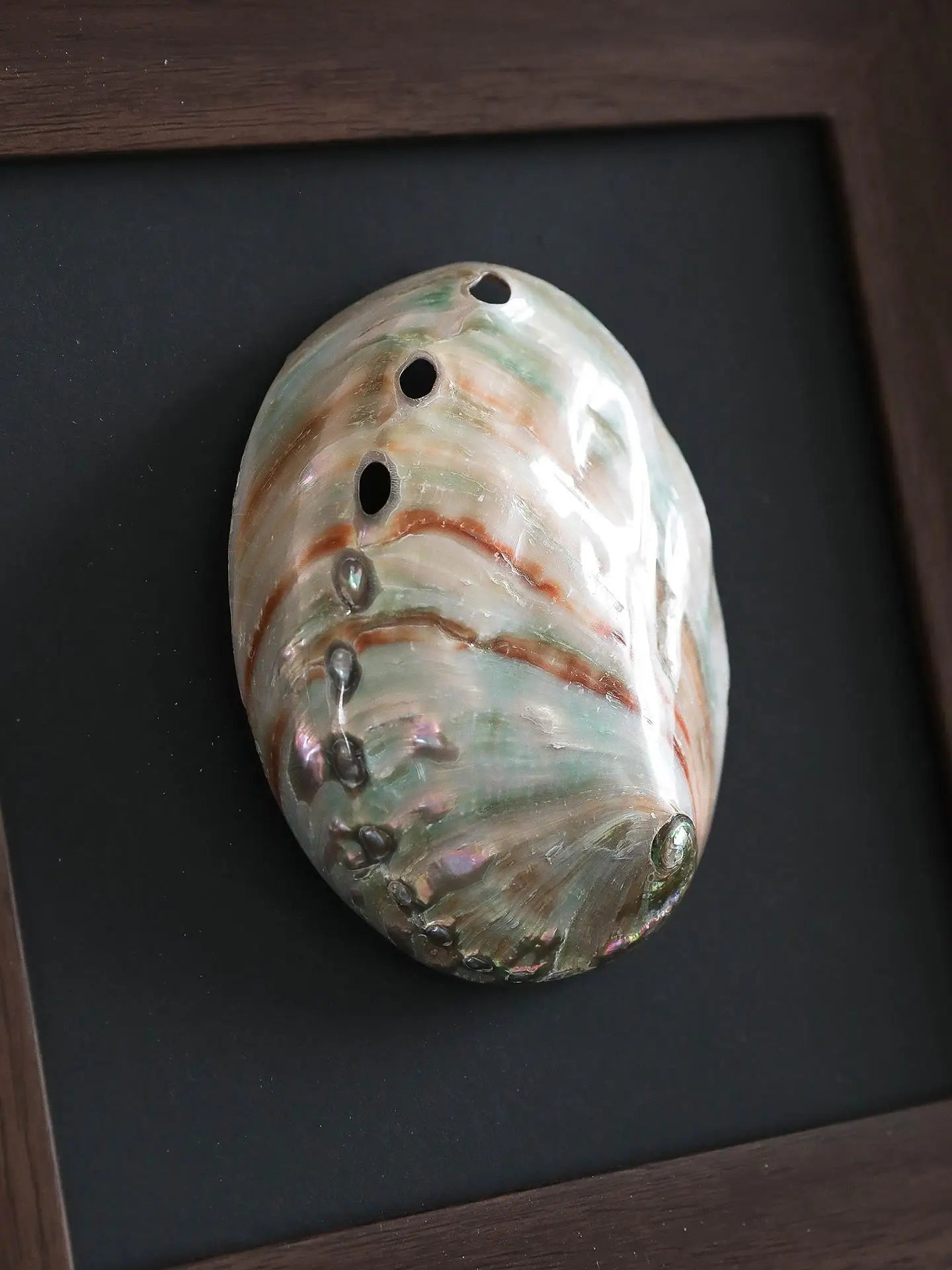 DecorBites™ Conch Shell Decorative Painting Frame Pendant Wall Ornaments