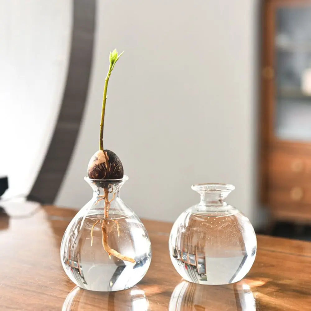 DecorBites™ Avocado Seed Starter Hydroponic Vase
