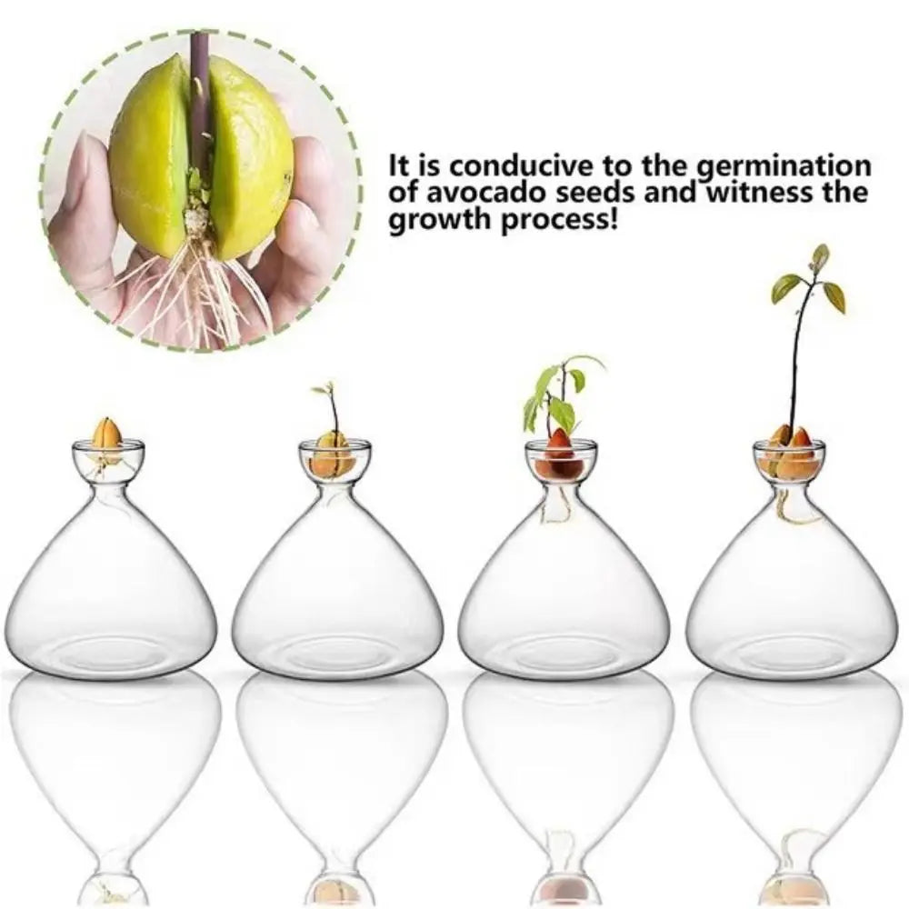 DecorBites™ Avocado Seed Starter Hydroponic Vase