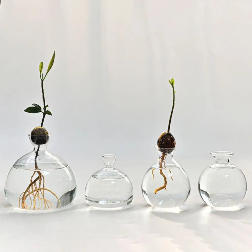 DecorBites™ Avocado Seed Starter Hydroponic Vase