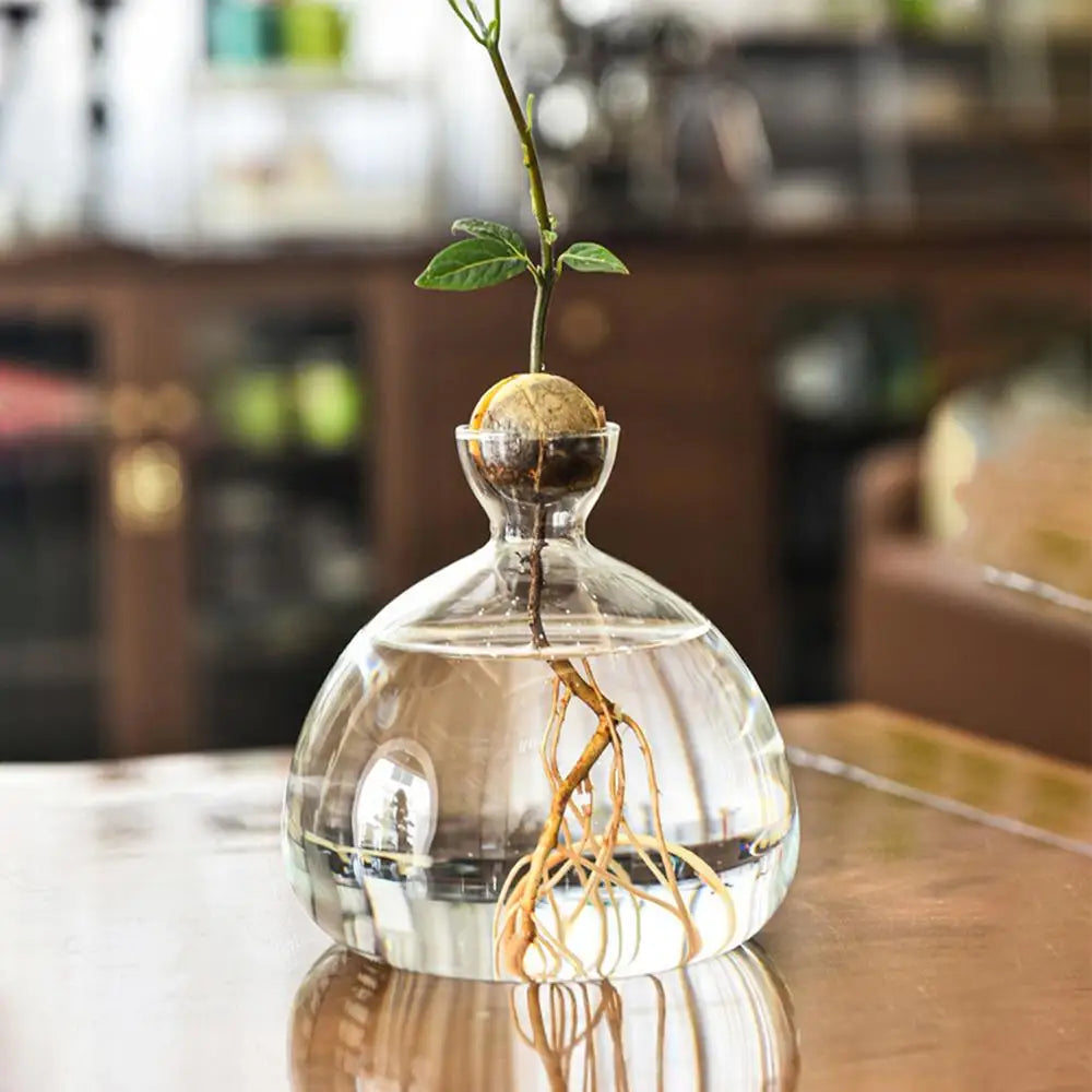 DecorBites™ "Hydroponic Avocado Seed Cultivation Vase"