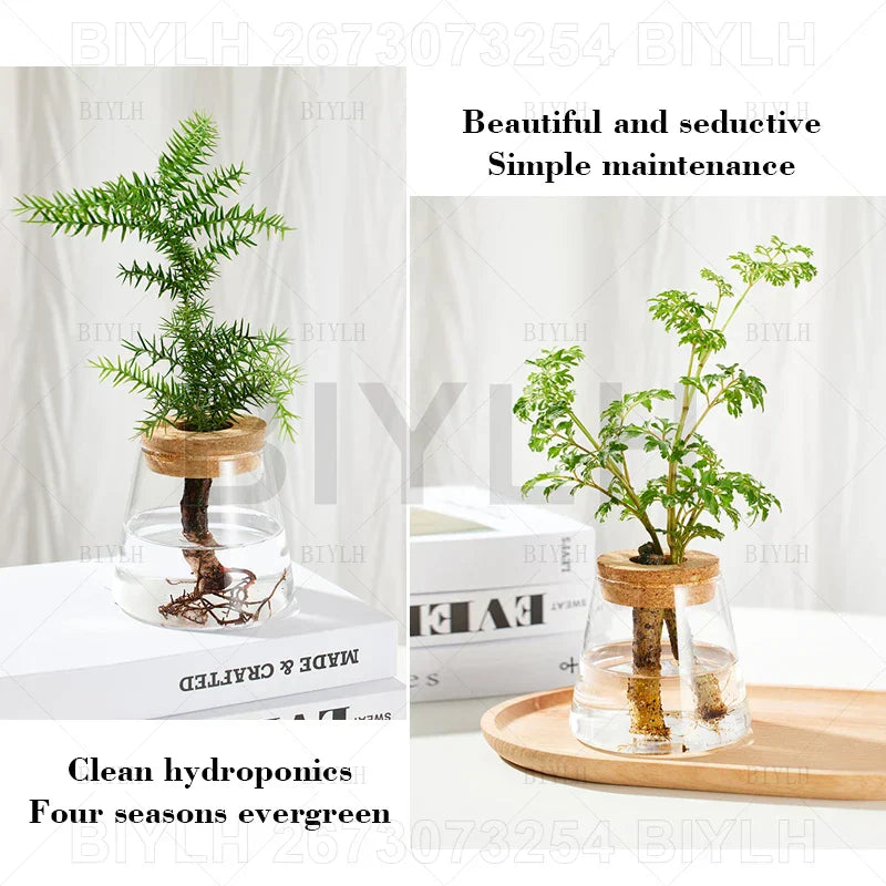 DecorBites™ Hydroponic Glass Flower Pots - Set of 2