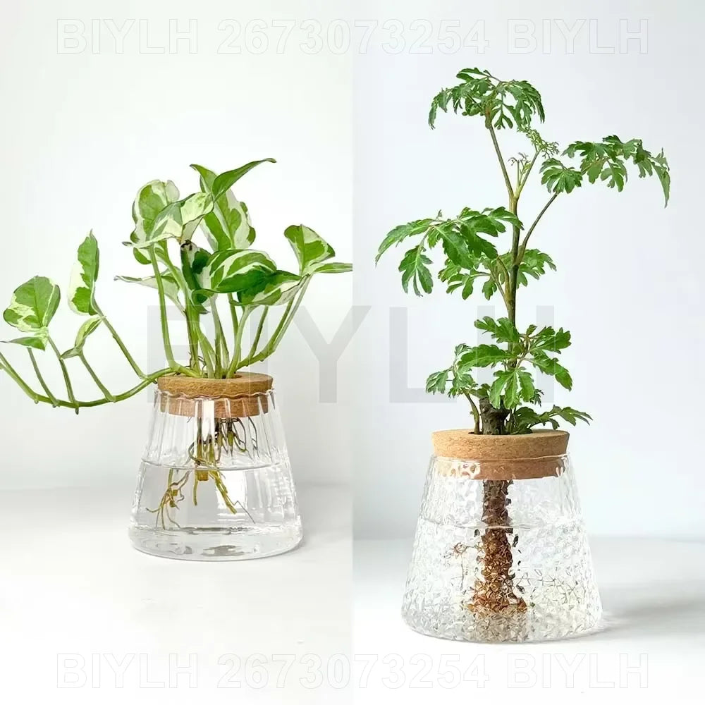 DecorBites™ Hydroponic Glass Flower Pots - Set of 2