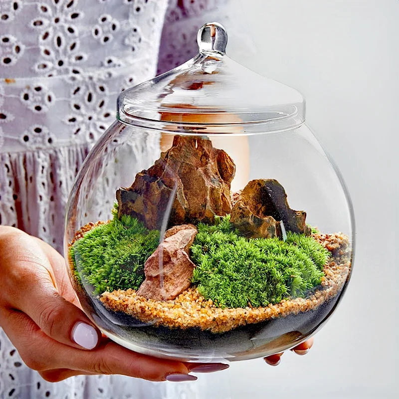 DecorBites™ Moss Ball Glass Vase for Desktop Decor