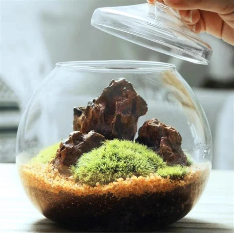 DecorBites™ Moss Ball Glass Vase for Desktop Decor