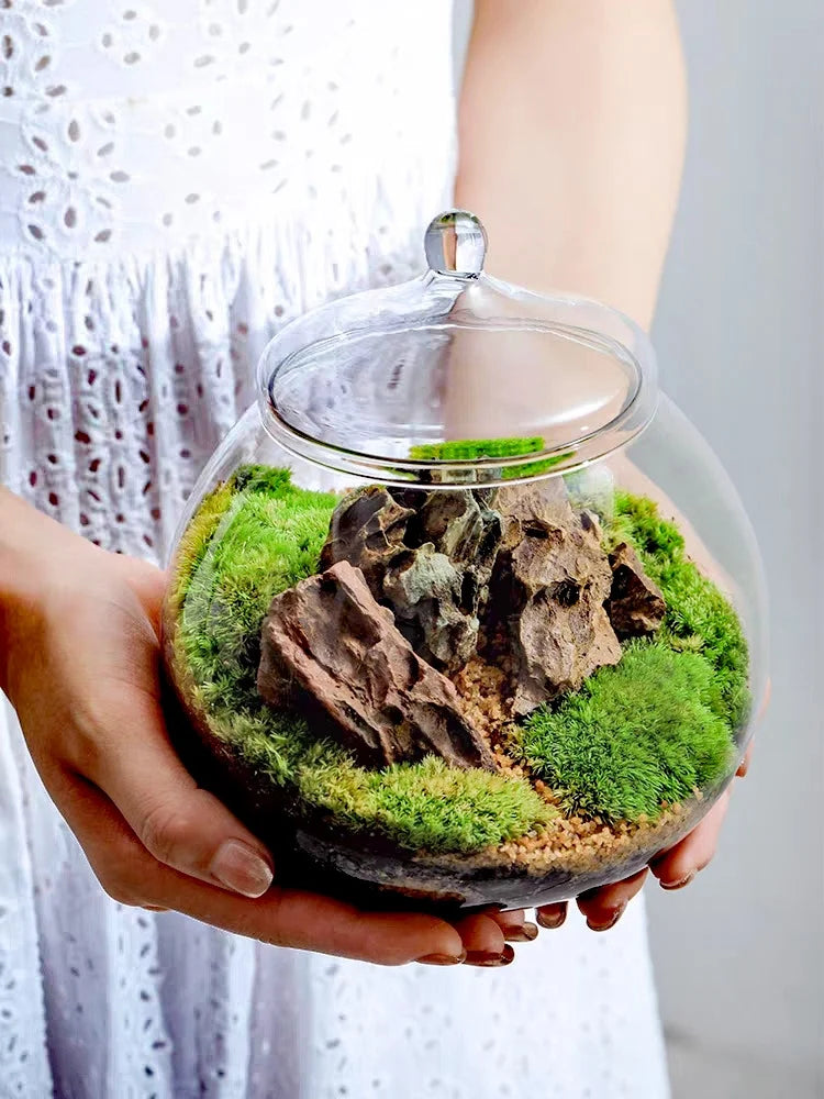 DecorBites™ Moss Ball Glass Vase for Desktop Decor