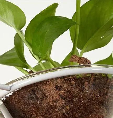 DecorBites™ Pot Pendant Planter Light