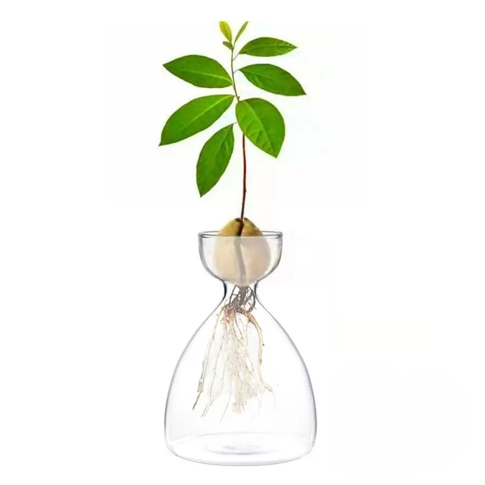 DecorBites™ Transparent Avocado Seed Starter Vase