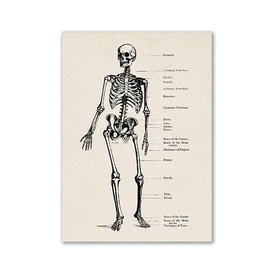DecorBites™ Vintage Anatomy Art Print for Medical Decor