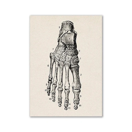 DecorBites™ Vintage Human Anatomy Canvas Art Print