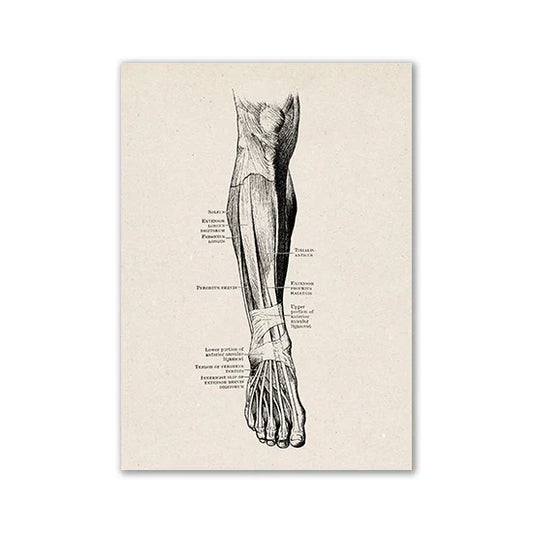 DecorBites™ Vintage Human Anatomy Canvas Print